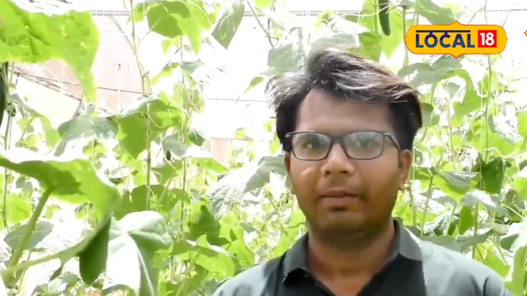 तरुण शेतकऱ्याची कमाल! नेट हाऊसमध्ये केली काकडीची लागवड, आता होतेय लाखोंची कमाई