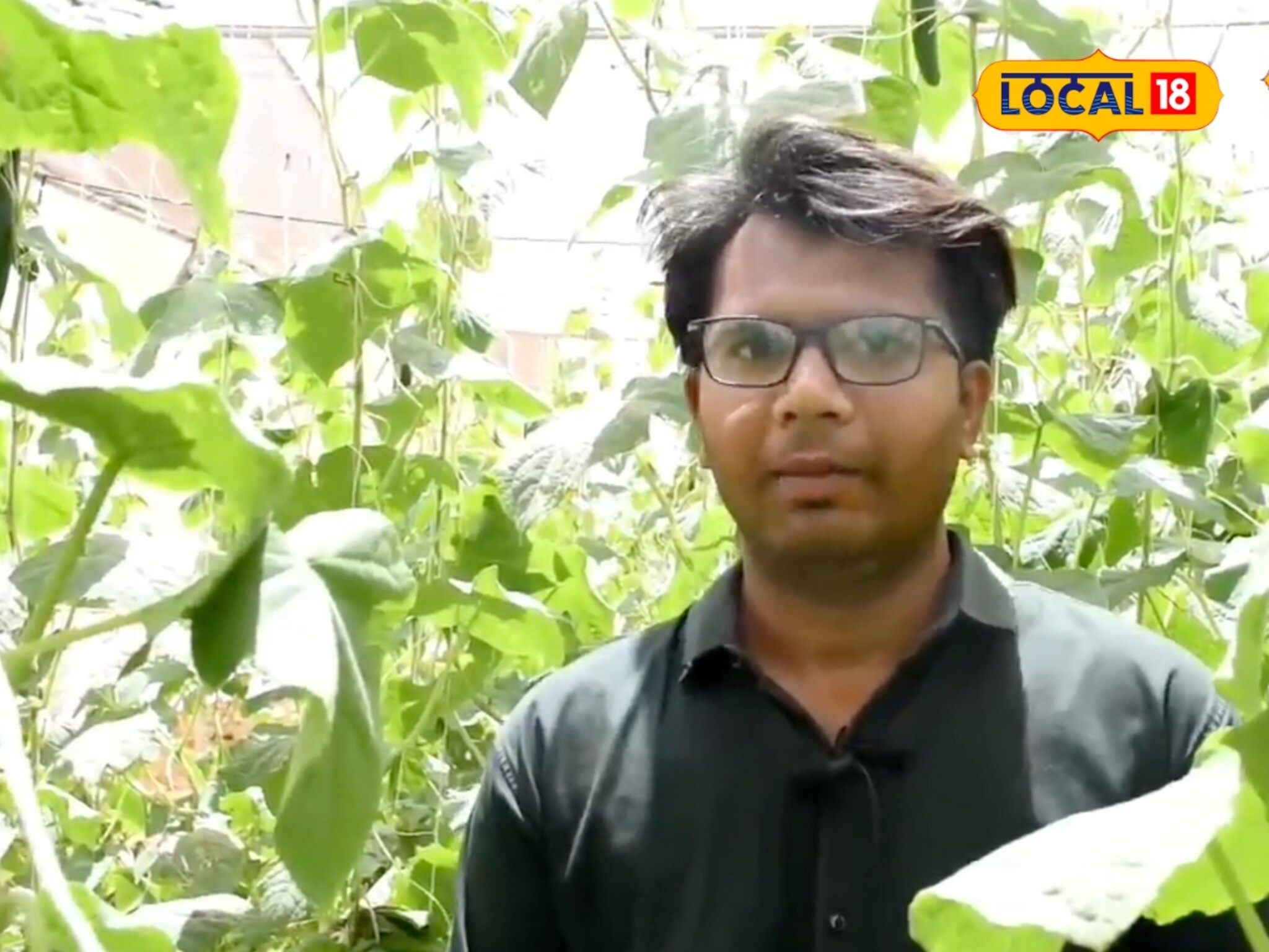 तरुण शेतकऱ्याची कमाल! नेट हाऊसमध्ये केली काकडीची लागवड, आता होतेय लाखोंची कमाई