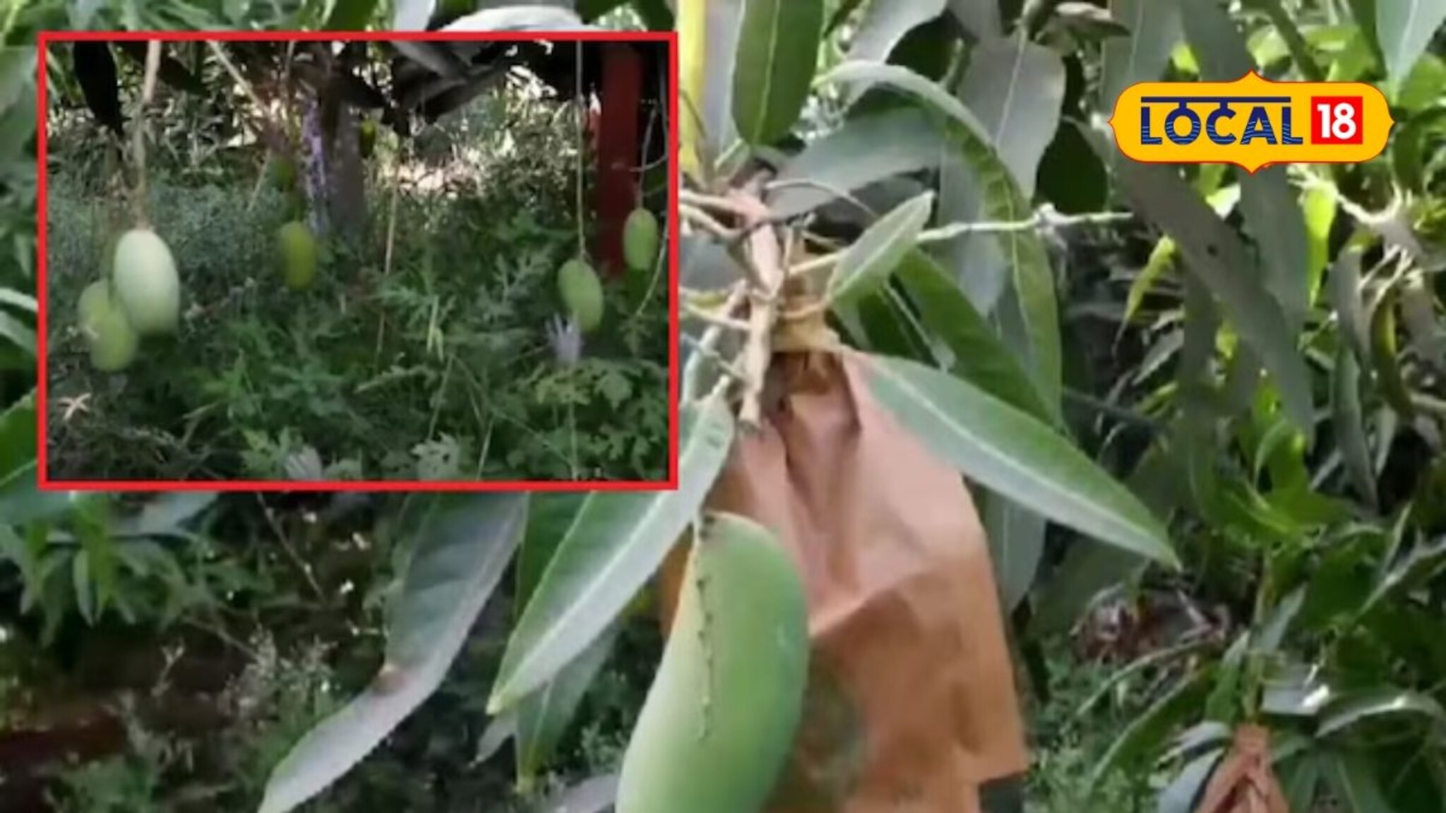 शिक्षकाची कमाल! शेतीला दिली विज्ञानाची जोड, एकाच बागेत फुलवले 35 प्रकारचे आंबे