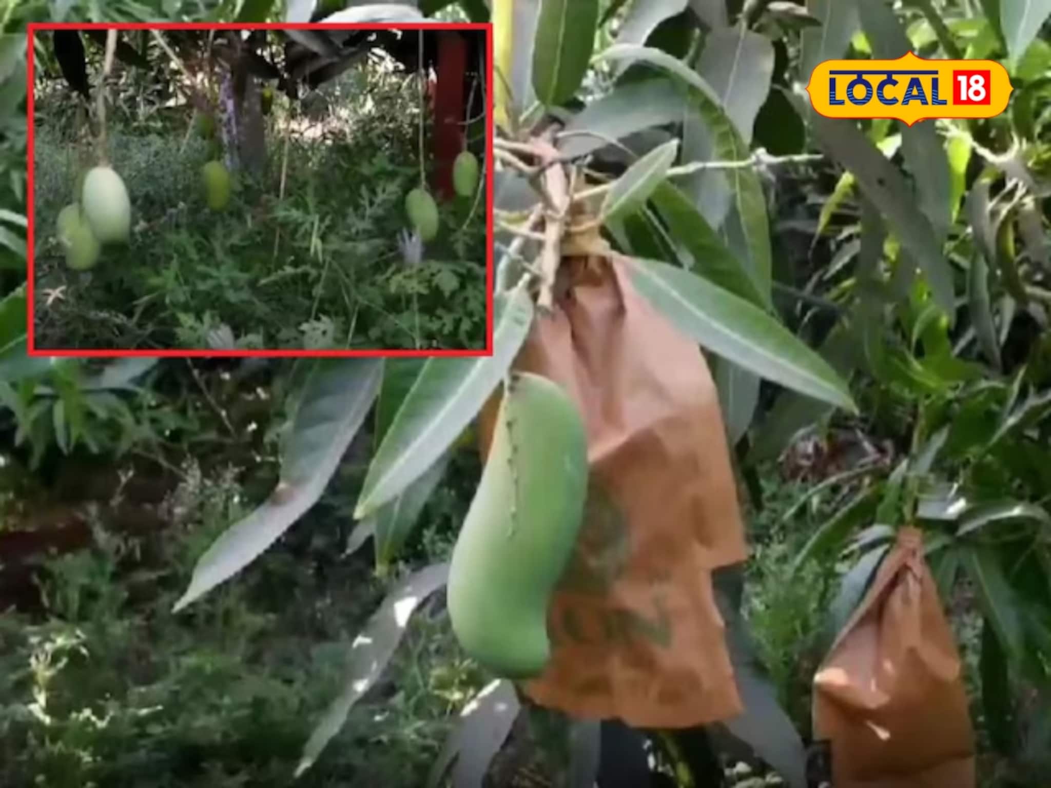 शिक्षकाची कमाल! शेतीला दिली विज्ञानाची जोड, एकाच बागेत फुलवले 35 प्रकारचे आंबे