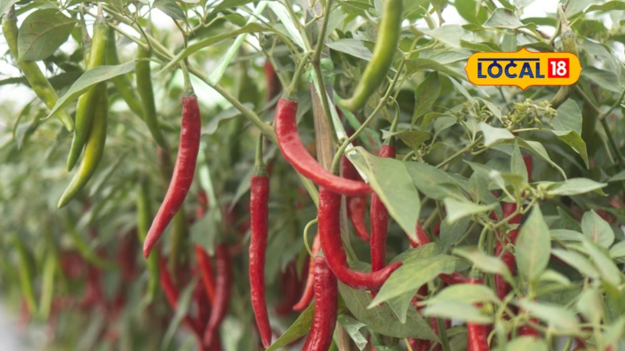 Red Chilli : लाल मिरचीने आणलं शेतकऱ्यांच्या डोळ्यात पाणी, भाव आले अर्ध्यावर, कारण काय? Video