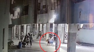 रॉटविलरची 4 महिन्यांच्या ऋषिकाच्या अंगावर झडप, लचके तोडून जीव घेतला, अंगावर काटा आणणारा Video