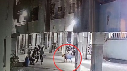 रॉटविलरची 4 महिन्यांच्या ऋषिकाच्या अंगावर झडप, लचके तोडून जीव घेतला, अंगावर काटा आणणारा Video