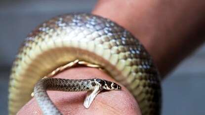 प्रतिकात्मक फोटो