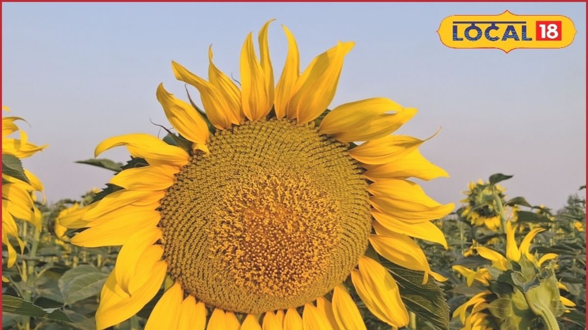 आले पिकात सूर्यफुलाचे आंतरपीक, प्रयोग ठरला यशस्वी, मिळालं 1 लाख रुपये उत्पन्न