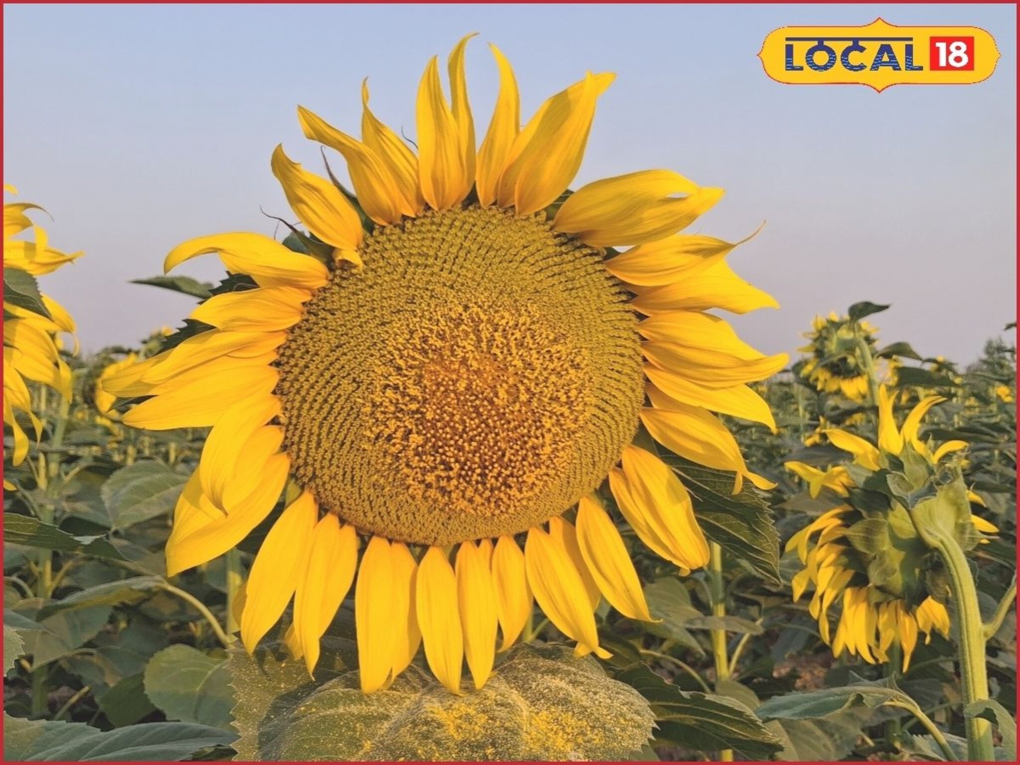 आले पिकात सूर्यफुलाचे आंतरपीक, प्रयोग ठरला यशस्वी, मिळालं 1 लाख रुपये उत्पन्न