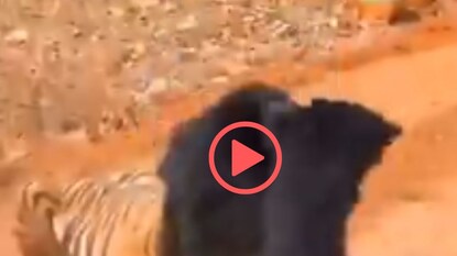 व्हायरल व्हिडीओ