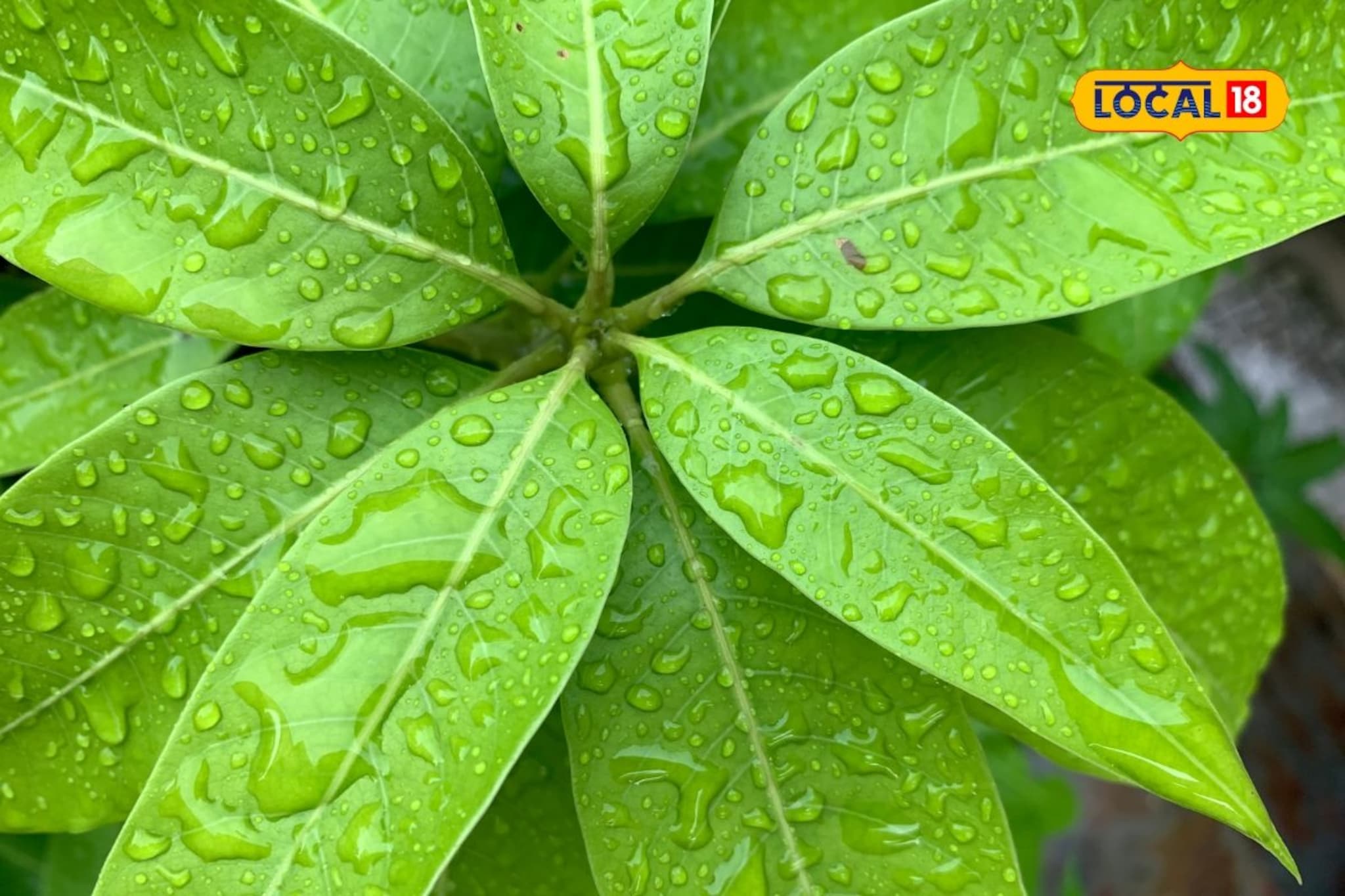 आंबा पानांचे फायदे: फक्त धार्मिकच नाही, आरोग्यासाठीही आहेत गुणकारी!