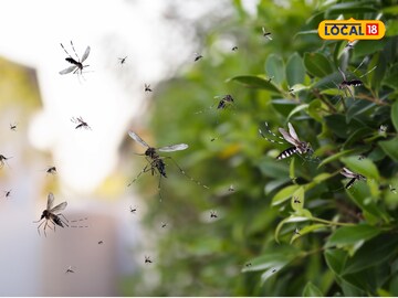 डासांपासून मुक्ती हवीय? तर घरात लावा 'ही' 3 खास रोपं; फिरकणारही नाही एकही डास! डासांपासून मुक्ती हवीय? तर घरात लावा 'ही' 3 खास रोपं; फिरकणारही नाही एकही डास!
