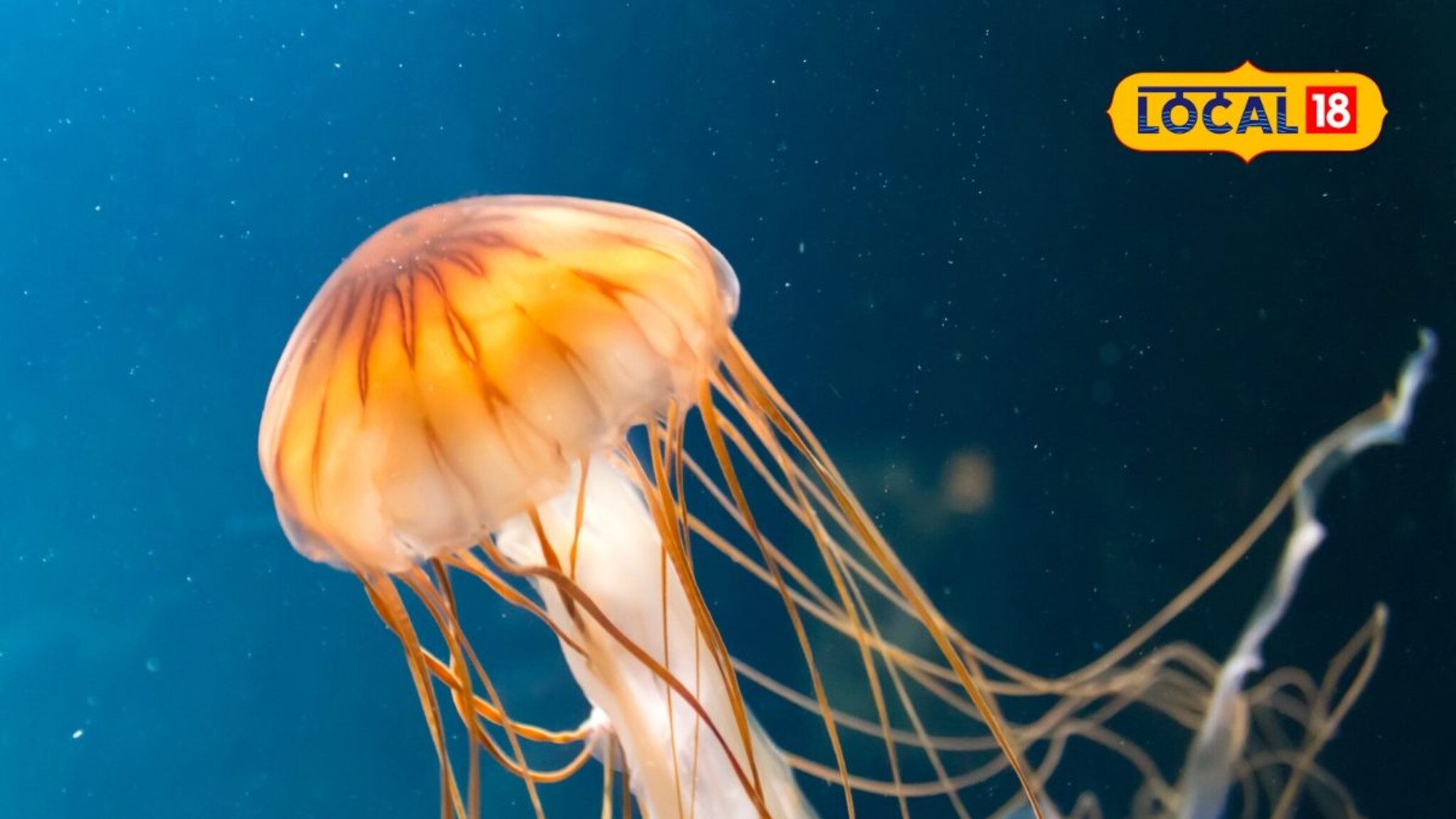 एकमेव प्राणी, जो कधी म्हातारा होत नाही अन् मरतही नाही; यामागचं वैज्ञानिक रहस्य काय?