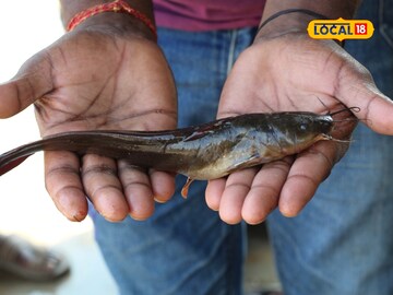 मासाप्रेमींनो लक्ष द्या! चुकूनही खाऊ नका 'हा' मासा, अन्यथा होईल कॅन्सरसारखा आजार