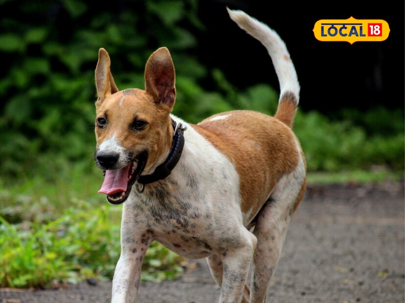 'कुत्र्याचं शेपूट वाकडं ते वाकडंच!' ही म्हण तुम्ही स्वतः ऐकली असेलच, बरोबर ना? कुत्र्यांची शेपटी अर्धवर्तुळाकार असते. पण असे का असते? तुम्हाला माहीत आहे का? यामागे काही वैज्ञानिक कारण आहे का? चला तर मग जाणून घेऊया...  'कुत्र्याचं शेपूट वाकडं ते वाकडंच!' ही म्हण तुम्ही स्वतः ऐकली असेलच, बरोबर ना? कुत्र्यांची शेपटी अर्धवर्तुळाकार असते. पण असे का असते? तुम्हाला माहीत आहे का? यामागे काही वैज्ञानिक कारण आहे का? चला तर मग जाणून घेऊया...