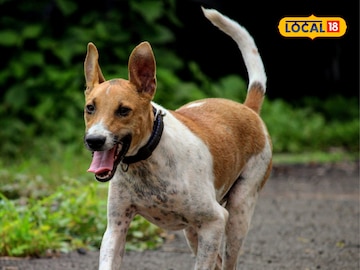 Knowledge Story : कुत्र्याचे शेपूट वाकडेच का असते? त्यामागचं वैज्ञानिक कारण काय? Knowledge Story : कुत्र्याचे शेपूट वाकडेच का असते? त्यामागचं वैज्ञानिक कारण काय?