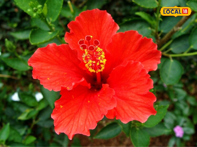 जास्वंदाला (Hibiscus) फक्त धार्मिक महत्त्व नाही, तर ते शरीरातील अनेक रोगांवर औषधासारखं काम करतं. याच्या औषधी गुणधर्मांबद्दल जाणून घेतल्यास, तुम्ही ते तुमच्या दैनंदिन जीवनातही समाविष्ट करू शकता. याची पाने, फुले आणि मुळे ही सर्व औषधी गुणधर्मांनी परिपूर्ण आहेत. याच्या फुलांची पेस्ट चेहऱ्यावरील डाग आणि मुरुम दूर करते. जास्वंदाच्या फुलांचा चहा गर्भाशयालाही बळकटी देतो.  जास्वंदाला (Hibiscus) फक्त धार्मिक महत्त्व नाही, तर ते शरीरातील अनेक रोगांवर औषधासारखं काम करतं. याच्या औषधी गुणधर्मांबद्दल जाणून घेतल्यास, तुम्ही ते तुमच्या दैनंदिन जीवनातही समाविष्ट करू शकता. याची पाने, फुले आणि मुळे ही सर्व औषधी गुणधर्मांनी परिपूर्ण आहेत. याच्या फुलांची पेस्ट चेहऱ्यावरील डाग आणि मुरुम दूर करते. जास्वंदाच्या फुलांचा चहा गर्भाशयालाही बळकटी देतो.