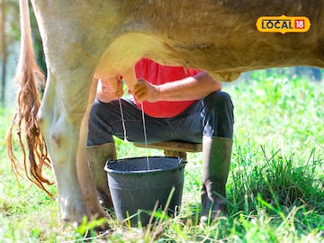 गाई, म्हैस की शेळी... कोणतं दूध आहे सर्वोत्तम? आरोग्यासाठी योग्य दूध कसं निवडाल? गाई, म्हैस की शेळी... कोणतं दूध आहे सर्वोत्तम? आरोग्यासाठी योग्य दूध कसं निवडाल?