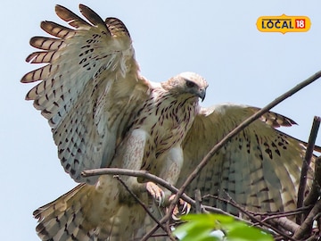 रंग बदलणारा सरडा नव्हे, हा तर पक्षी! काय आहे 'या' पक्ष्याची खासियत? रंग बदलणारा सरडा नव्हे, हा तर पक्षी! काय आहे 'या' पक्ष्याची खासियत?