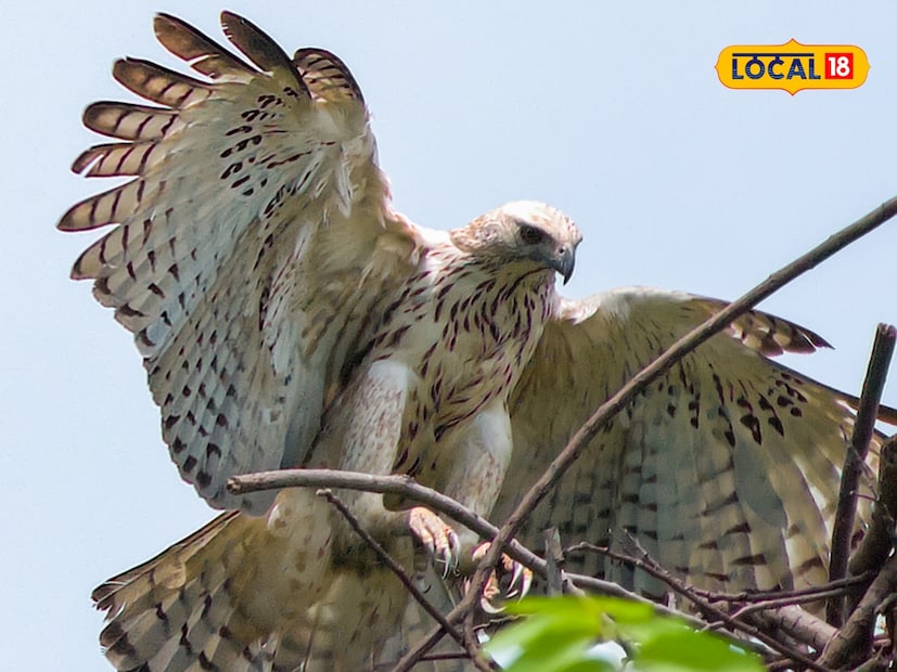 उत्तर प्रदेशातील दुधवा राष्ट्रीय उद्यानाच्या घनदाट जंगलात एक अनोखा आणि दुर्मिळ पक्षी दिसला आहे. हा पक्षी 'चेंजेबल हाक ईगल' आहे, ज्याला दुधवाच्या शांत आणि जैवविविधतापूर्ण वातावरणात शिकार, प्रजनन आणि विश्रांतीसाठी योग्य जागा मिळते. चला, या शिकारी पक्ष्याची खासियत काय आहे, ते जाणून घेऊया...  उत्तर प्रदेशातील दुधवा राष्ट्रीय उद्यानाच्या घनदाट जंगलात एक अनोखा आणि दुर्मिळ पक्षी दिसला आहे. हा पक्षी 'चेंजेबल हाक ईगल' आहे, ज्याला दुधवाच्या शांत आणि जैवविविधतापूर्ण वातावरणात शिकार, प्रजनन आणि विश्रांतीसाठी योग्य जागा मिळते. चला, या शिकारी पक्ष्याची खासियत काय आहे, ते जाणून घेऊया...