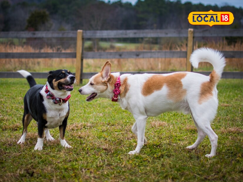  जर तुमच्या पाळीव प्राण्याची शेपटी नैसर्गिकरित्या वक्र असेल तर निश्चितपणे कोणतीही समस्या नाही. तथापि, जर ती असामान्यपणे वक्र असेल किंवा वाकण्यास सुरुवात झाली असेल, तर डॉक्टरांचा सल्ला घ्या.