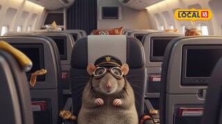 ही (आरएटी) प्रणाली विमान उडवण्यात किंवा त्याला पुढे नेण्यात मदत करत नाही. विमानात काही तांत्रिक बिघाड झाल्यास तिचे काम सुरू होते. त्यावेळी ती चालू होते आणि वीज तसेच संपर्क राखते. यामुळे वैमानिकाचा नियंत्रण कक्षाशी संपर्क तुटत नाही आणि प्रत्येक हालचालीवर लक्ष ठेवता येते. ही (आरएटी) प्रणाली विमान उडवण्यात किंवा त्याला पुढे नेण्यात मदत करत नाही. विमानात काही तांत्रिक बिघाड झाल्यास तिचे काम सुरू होते. त्यावेळी ती चालू होते आणि वीज तसेच संपर्क राखते. यामुळे वैमानिकाचा नियंत्रण कक्षाशी संपर्क तुटत नाही आणि प्रत्येक हालचालीवर लक्ष ठेवता येते.