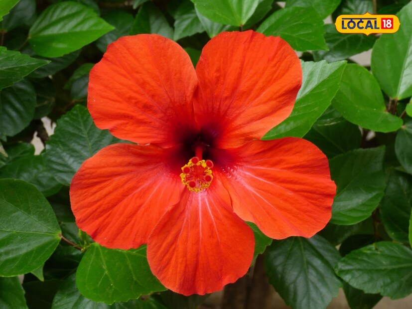  गणेश पूजेदरम्यान जास्वंदाचं फूल अर्पण करण्याची परंपरा जवळपास प्रत्येक हिंदू घरात दिसते, पण तुम्हाला माहीत आहे का की, हे जास्वंदाचं रोप अनेक आयुर्वेदिक गुणधर्मांनी परिपूर्ण आहे. उदयपूरचे सुप्रसिद्ध आयुर्वेदाचार्य डॉ. शोभलाल ओडिच्या सांगतात की, जास्वंदाला केवळ धार्मिक महत्त्व नाही, तर ते शरीरातील अनेक रोगांवर औषधासारखं काम करतं.