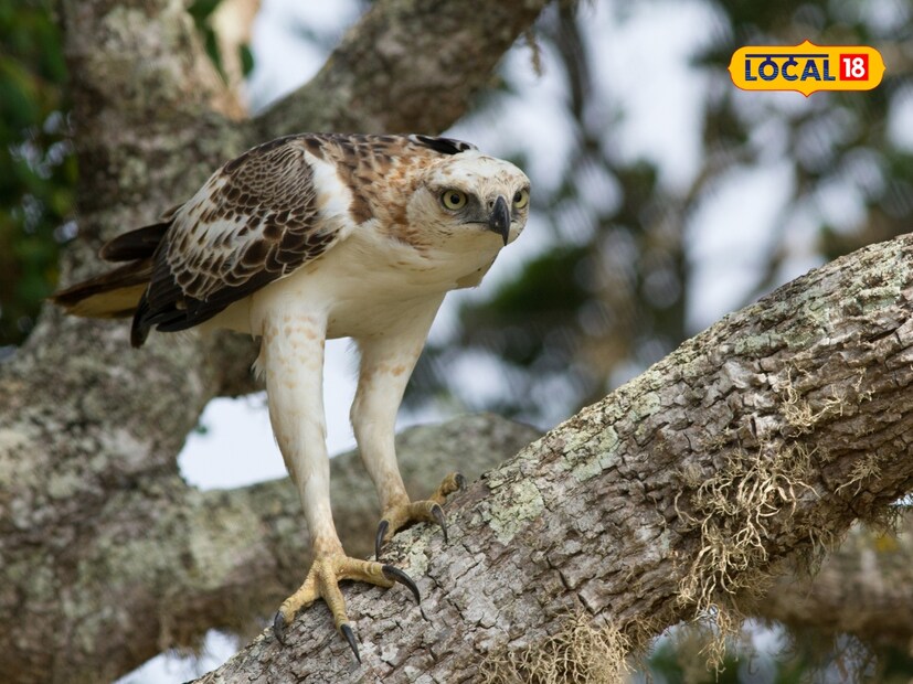  'चेंजेबल हाक ईगल' दुधवा राष्ट्रीय उद्यानात आढळतो. हा एक शिकारी पक्षी असून, तो दुधवा राष्ट्रीय उद्यानाच्या घनदाट जंगलात राहतो.