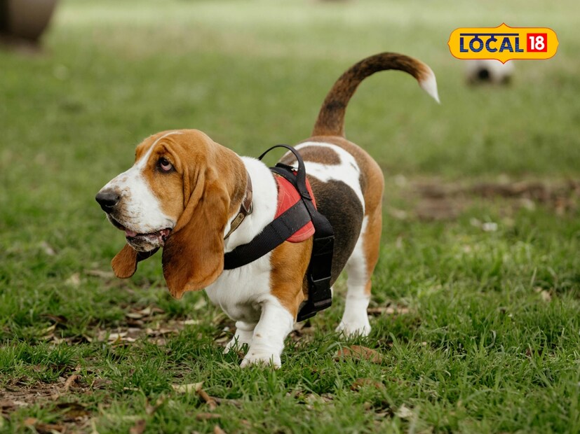  काही वैज्ञानिकांचा असा विश्वास आहे की, कुत्र्याच्या शेपटीचा हजारो वर्षांचा उत्क्रांतीचा इतिहास आहे. संशोधनातून असे दिसून आले आहे की, अनेक कुत्र्यांच्या जातींचे पूर्वज प्राचीन काळी आर्किट प्रदेशात राहत होते. यामुळे, ते थंडीपासून स्वतःचे संरक्षण करण्यासाठी अनेकदा आपले शरीर झाकण्यासाठी शेपटीला वळवून ठेवतात.