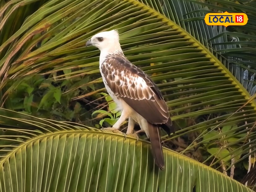  'चेंजेबल हाक ईगल' (Nisaetus cirrhatus) हा मध्यम आकाराचा गरुड आहे, जो नावाप्रमाणेच रंग बदलण्याची क्षमता ठेवतो. हा पक्षी जंगलांमध्ये, विशेषतः घनदाट जंगलात आढळतो.