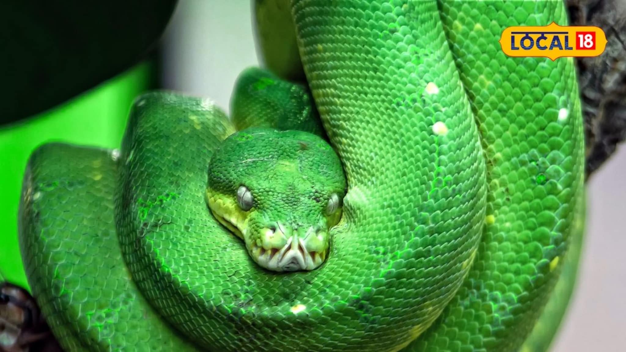 साप रंग बदलतात का? सर्पमित्राने सांगितले धक्कादायक सत्य, ते ऐकून तुमचेही गैरसमज होतील दूर!