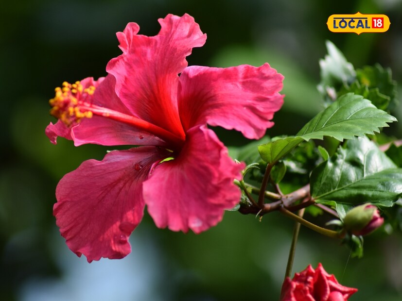  डॉ. शोभलाल ओडिच्या स्पष्ट करतात की, आयुर्वेदात जास्वंदाला "जपा पुष्प" म्हणून ओळखलं जातं. ते थंड, रक्तवर्धक, शक्तीवर्धक आणि दाहक-विरोधी आहे. त्याची पाने, फुले आणि अगदी मुळे देखील औषधी दृष्ट्या महत्त्वाची आहेत. विशेषतः त्याच्या फुलांमध्ये अँटीऑक्सिडंट, अँटीबॅक्टेरियल आणि दाहक-विरोधी गुणधर्म असतात.