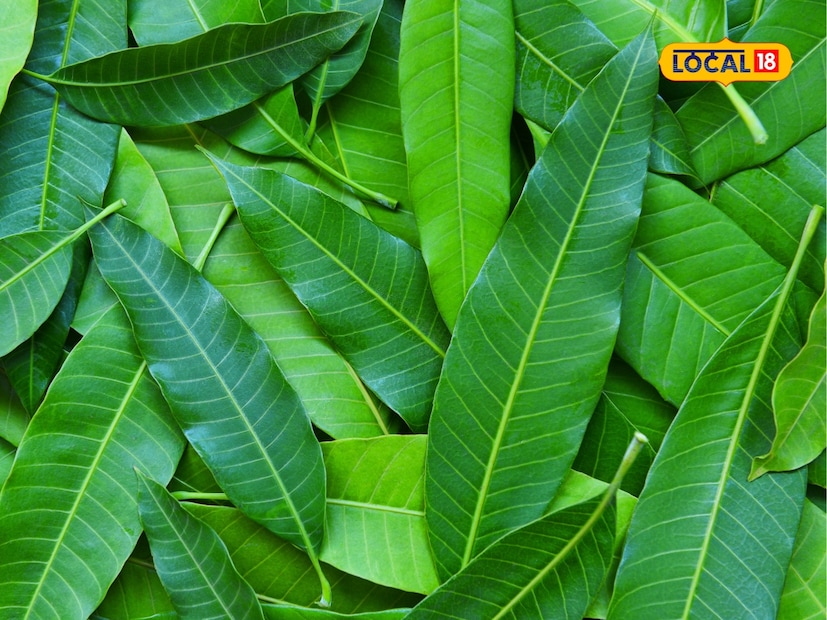  धार्मिक विधी, लग्न समारंभ किंवा कोणत्याही पूजेमध्ये आंब्याच्या पानांचा वापर केला जात नाही, असे क्वचितच घडते. लग्नात वधू-वरांना हळदीच्या वेळी चिंच-आंब्याचे घोटवण (विधी) देखील दिले जाते. चला, आंब्याच्या पानांच्या घरगुती उपायांबद्दल सविस्तर जाणून घेऊया...