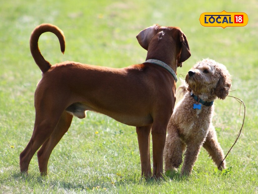  बहुतेक कुत्र्यांची शेपटी वक्र असते; जगात असे अनेक कुत्रे आहेत ज्यांची शेपटी वक्र नसते. काही कुत्रे असेही आहेत ज्यांना शेपूट नसते. पण ज्या कुत्र्यांना शेपूट असते ती वक्र का असतात?