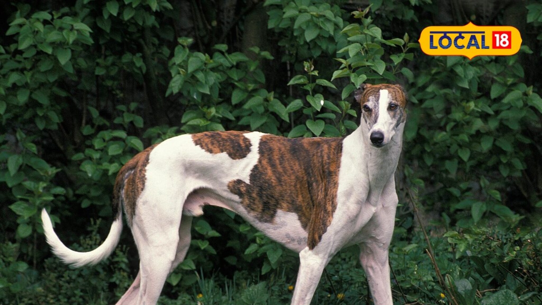 Knowledge Story : कुत्र्याचे शेपूट वाकडेच का असते? त्यामागचं वैज्ञानिक कारण काय?