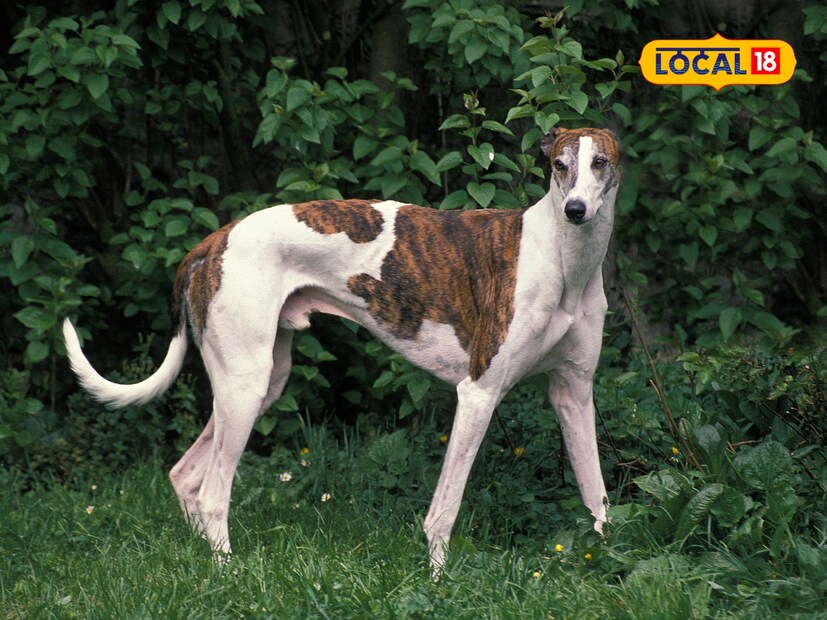  कधीकधी कुत्रे विश्रांती घेताना आपले शरीर उबदार ठेवण्यासाठी शेपटीला आपल्या नाकावर ठेवतात. शेपटीला वळवून झोपण्याची ही पद्धत्त हळूहळू सवयीची होते. तसेच, कुत्रे नेहमी आपले शेपूट जमिनीपासून दूर ठेवण्याचा प्रयत्न करतात. शिवाय, वाघ आणि सिंहांसारख्या शेपूट असलेल्या प्राण्यांचा पाठलाग करताना कुत्र्याचे शेपूटही 'ड्रॅग' म्हणून काम करते. म्हणजे, जेव्हा कुत्रा धावतो, तेव्हा तो शेपटीच्या वाऱ्याचा वेग वापरून आपल्या शरीराचा समतोल राखतो.