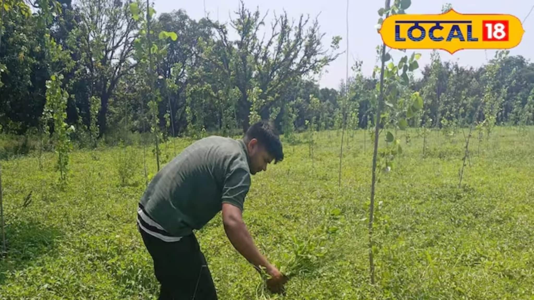 आर्मी-पोलीस भरतीत अपयश, पण शेतीत आलं यश! 23 वर्षांचा विपिन सैनी वर्षाला कमावतो 25 लाख
