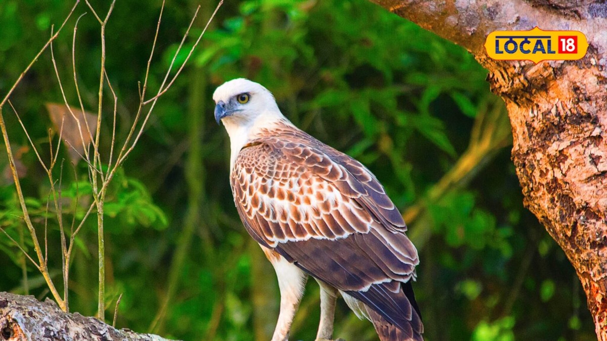 रंग बदलणारा सरडा नव्हे, हा तर पक्षी! दुधवा जंगलात दुर्मिळ पक्ष्याची झलक; काय आहे याची खासियत?