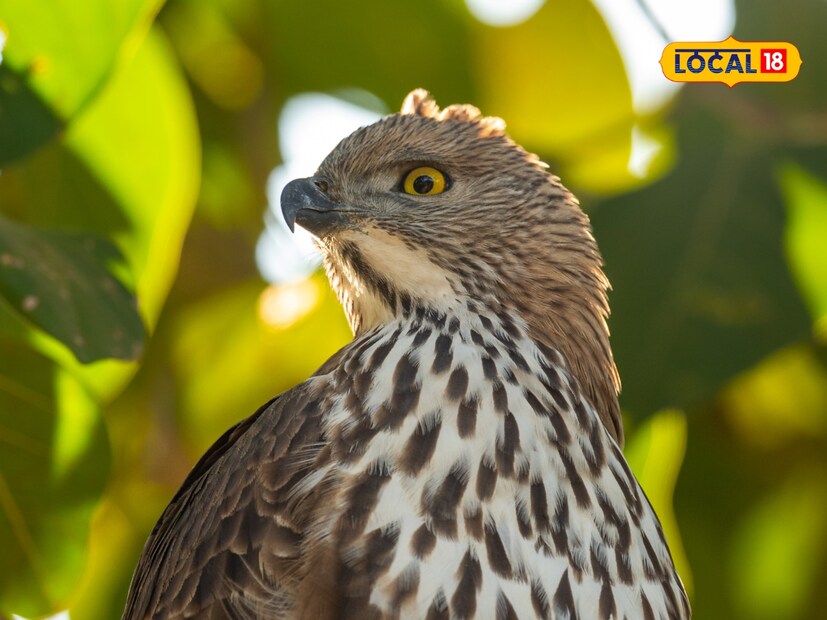  त्याचा वरचा भाग सुरुवातीला तपकिरी, नंतर सोनेरी आणि हळूहळू तो इतर अनेक रंगांमध्ये बदलतो. हा गरुड अनेकदा शांत असतो आणि खूप कमी आवाज करतो.