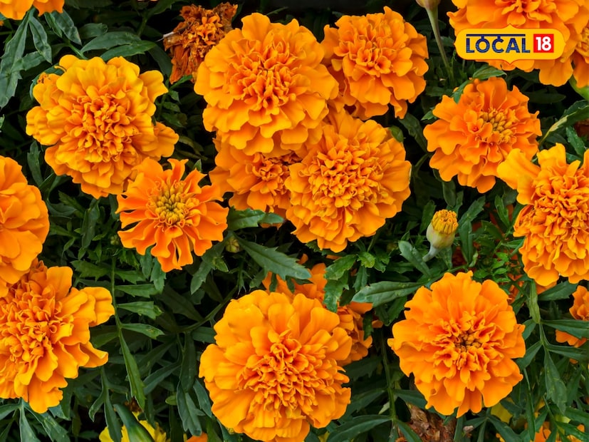  झेंडूचे (Marigold) फूल : लोक आपल्या घरांमध्ये सुगंध आणि सौंदर्यासाठी झेंडूची फुलं लावतात. याशिवाय, त्याचा सुगंध सापांना अजिबात आवडत नाही. अशा परिस्थितीत साप त्याच्या वासाने पळून जातो.