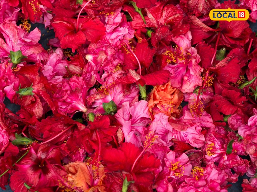  जास्वंदाच्या पानांचा काढा पोटातील वेदना, ॲसिडिटी आणि गॅसच्या समस्यांपासून आराम देतो. डॉ. ओडिच्या म्हणतात की, याचं सेवन पचनसंस्था मजबूत करतं. डॉ. ओडिच्या सल्ला देतात की, जास्वंदाचा वापर करण्यापूर्वी आयुर्वेदिक डॉक्टरांचा सल्ला नक्की घ्यावा. त्याचा चहा, पेस्ट, तेल आणि काढा बनवून विविध समस्यांसाठी वापरता येतो.