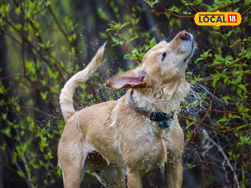  आता प्रश्न असा आहे की कुत्र्याच्या शेपटीला डॉक (शेपटी कापणे) करणे शक्य आहे की नाही. उत्तर असे आहे की, ज्या बहुतेक कुत्र्यांच्या जातींना डॉक केलेली शेपटी असते, त्या नैसर्गिकरित्या त्यांची शेपटी डॉक करू शकत नाहीत. आता जर कोणी शस्त्रक्रियेद्वारे कृत्रिमरित्या हे करू इच्छित असेल, तर ते शक्य आहे. पण अशी कृती निश्चितपणे अमानवी आणि बेकायदेशीर आहे.