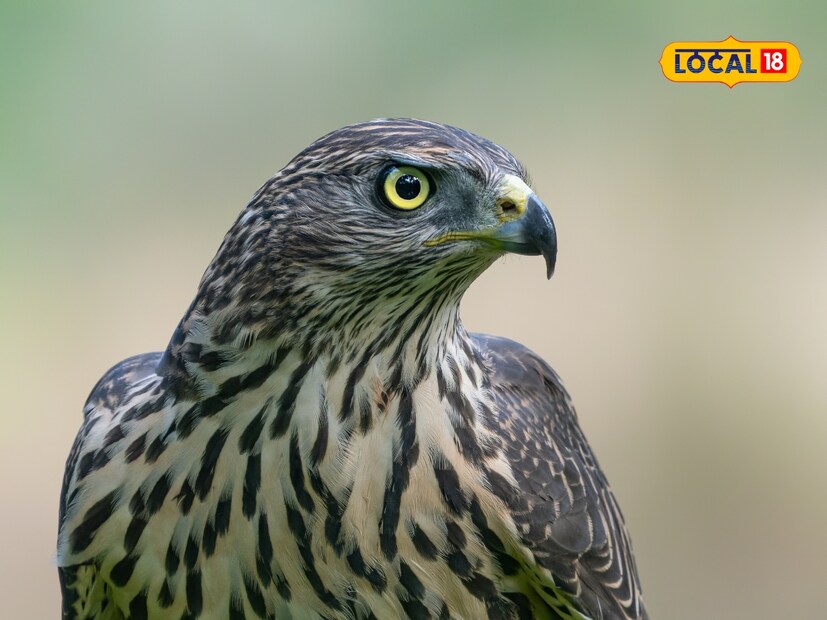  'चेंजेबल हाक ईगल' साधारणपणे वरून गडद तपकिरी रंगाचे आणि खालून फिकट पांढरे दिसतात. त्यांची खासियत अशी आहे की ते अनेकदा घनदाट जंगलांमध्ये आणि लाकडी भागात आढळतात. हा शिकारी पक्षी प्रामुख्याने लहान सस्तन प्राणी, लहान पक्षी, सरपटणारे प्राणी आणि इतर लहान जीवांची शिकार करतो.