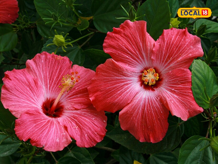  जास्वंद महिलांसाठीही फायदेशीर आहे. डॉ. ओडिच्या म्हणतात की, ज्या महिलांना मासिक पाळीत अनियमितता किंवा वेदनांचा त्रास होतो, त्यांच्यासाठी जास्वंदाच्या फुलांचा चहा फायदेशीर ठरू शकतो. तो गर्भाशयालाही बळकटी देतो. जास्वंद चहा उच्च रक्तदाब नियंत्रित करण्यास मदत करतो. याशिवाय, तो कोलेस्ट्रॉल कमी करून हृदयाचं आरोग्य सुधारतो. त्यात फ्लेव्होनॉइड्स (Flavonoids) असतात जे हृदयासाठी फायदेशीर आहेत.