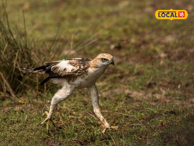  हा पक्षी त्याच्या 10 ते 14 सेंटीमीटर लांब शेंडीसाठी (crest) देखील ओळखला जातो. हा एक चपळ आणि कार्यक्षम शिकारी पक्षी आहे, जो विशेषतः घनदाट जंगलात शिकार करण्यासाठी अनुकूल आहे.