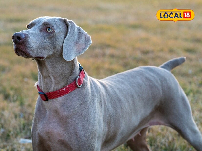  कुत्र्यांच्या अनेक जाती आहेत ज्यांची शेपटी सरळ असते. अशा कुत्र्यांना नैसर्गिकरित्या सरळ शेपूट असते. हे कोणत्याही रोगाचे लक्षण नाही. जगात कुत्र्यांच्या अनेक जाती आहेत ज्यांना शेपूट नसते. यामध्ये फ्रेंच बुलडॉग, बोस्टन टेरियर आणि वेल्श कोर्गी यांसारख्या जातींचा समावेश आहे.