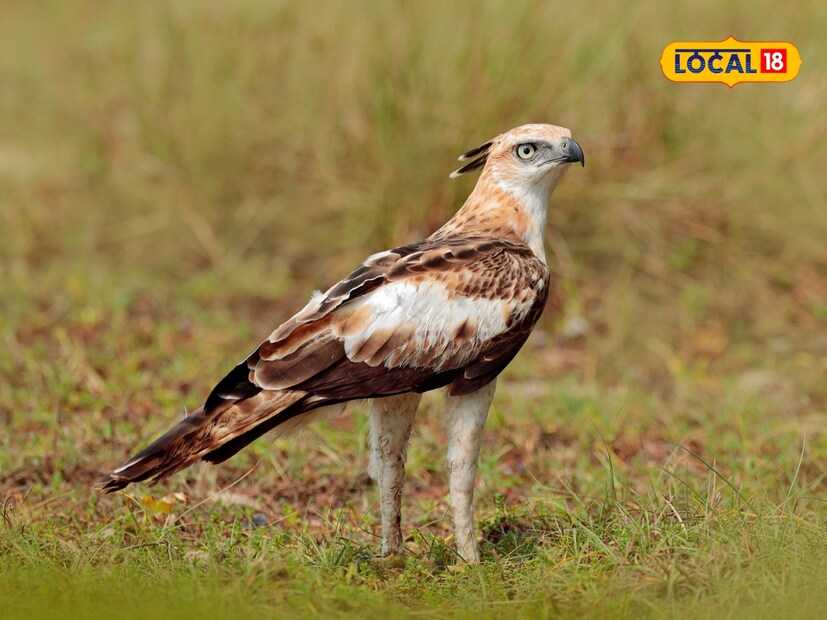 दुधवा राष्ट्रीय उद्यानाच्या जंगलात विविध प्रजातींचे पक्षी पाहायला मिळतात. इथली जैवविविधता पक्षिप्रेमींसाठी नंदनवनापेक्षा कमी नाही. देश-विदेशातून मोठ्या संख्येने पर्यटक दुधवाच्या जंगलात पक्षी निरीक्षण आणि वन्यजीवांची झलक पाहण्यासाठी येतात.