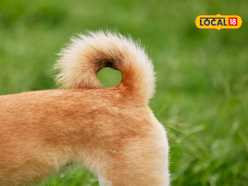  असे अनेक कुत्रे आहेत ज्यांना कोणतेही शेपूट नसते कारण त्यांच्या मालकांनी त्यांची शेपटी कापली असते. पाळीव कुत्र्यांच्या शेपटीला डॉक करणे ही पाश्चिमात्य देशांमध्ये एक सामान्य प्रथा आहे.