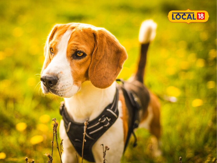  कुत्र्याचे शेपूट त्याच्या पाठीच्या कण्यासोबत वाढते. वक्र असण्याचा अर्थ असा नाही की, कुत्र्याचा पाठीचा कणाही वक्र आहे. कशेरुकी प्राणी असल्याने, त्यांची शेपटी थेट पाठीच्या कण्याशी जोडलेली असते. अहवालानुसार, कुत्र्याचे शेपूट त्याच्या पाठीच्या कण्याशी खिळ्यासारखे जोडलेले असते. यामुळेच कुत्र्यांना अर्ध-कशेरुकी (hemi-vertebrates) म्हणतात.