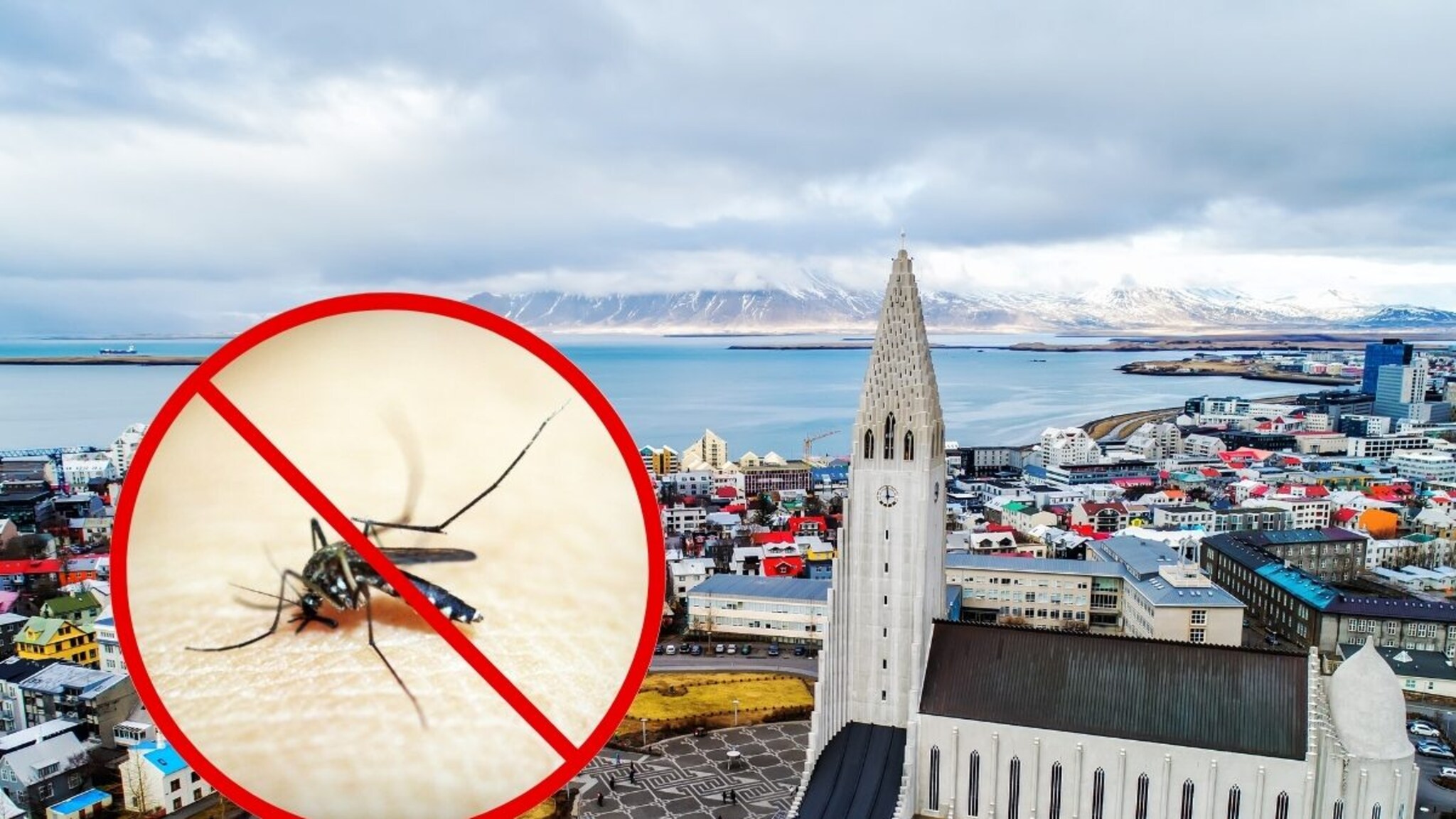 होय, 'या' देशात एकही डास नाही! यामागचं रहस्य ऐकाल, तर तुमचं डोकं जाईल चक्रावून!