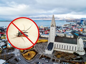 Iceland no mosquitoes Iceland no mosquitoes