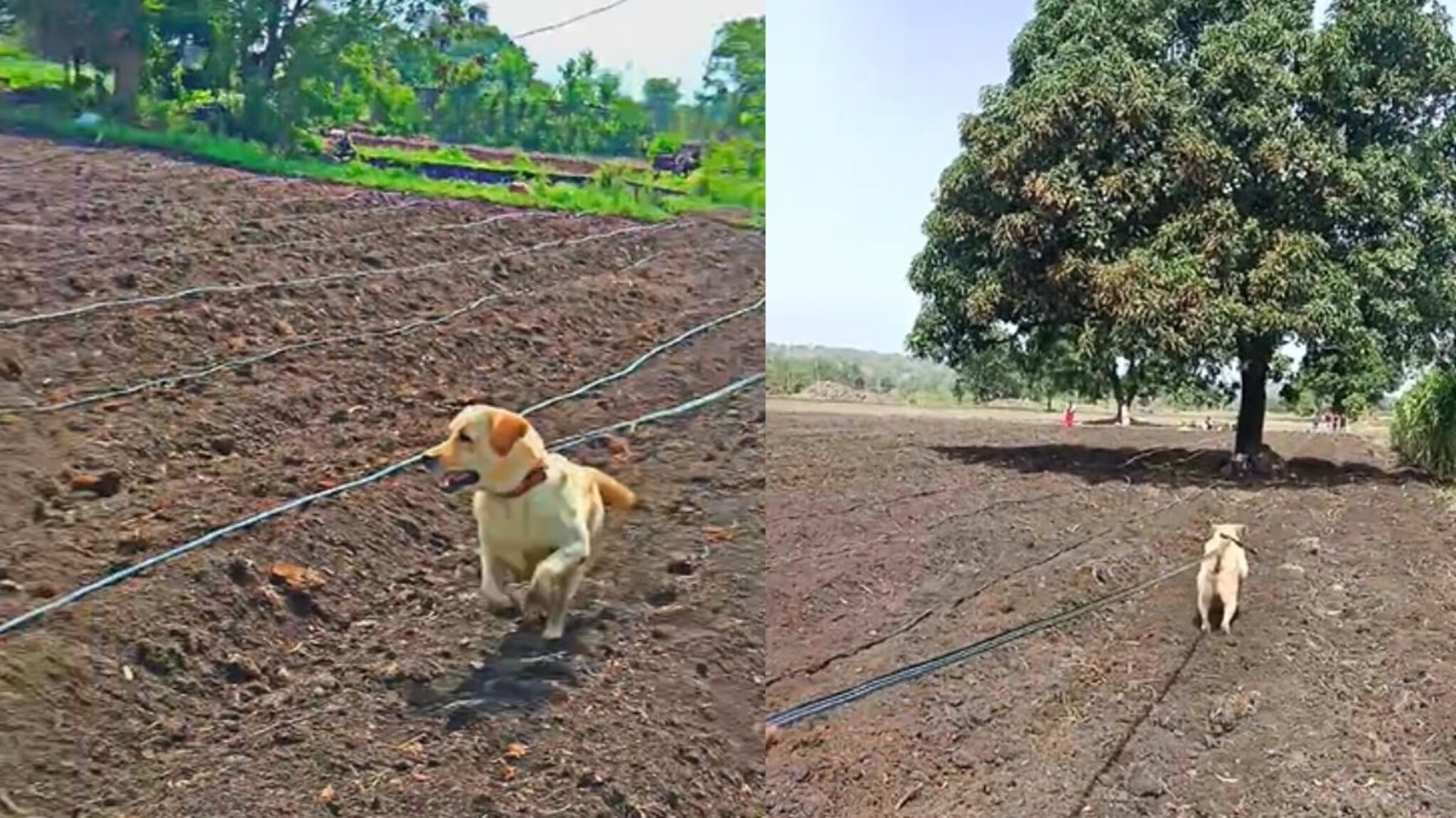 शेवटी तो शेतकऱ्याचा कुत्रा! मालकाप्रमाणे शेतात राबतोय रॉकी, शेती करणाऱ्या कुत्र्याचा VIDEO 