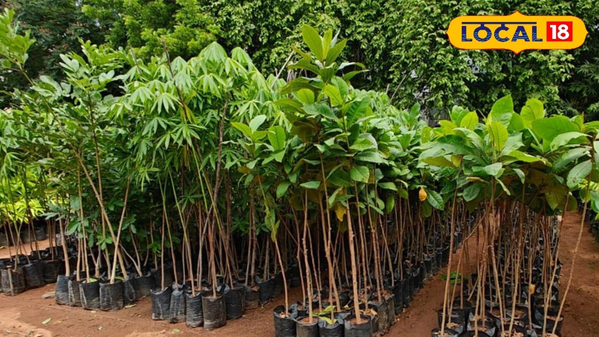 Farmer Success Story: नोकरी सोडली, फक्त 20 गुंठ्यांमध्ये सुरू केला नर्सरी व्यवसाय, वर्षाला 6 लाख रुपयांचा नफा